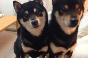 kaiyun开云·官方网站-CBA球队推进技战术数字化整合，cba技术台都是什么人