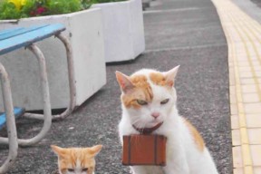 开云首页登录-女子100仰澳美包揽前二 中国稳进前五，女子100米仰泳中国队包揽金银铜