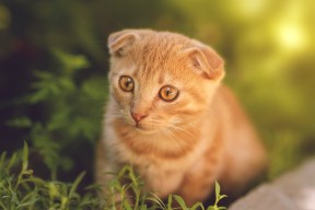 开云体育登入-塞内加尔男篮在非洲锦标赛中争夺冠军，打造非洲篮球新航标，塞内加尔非洲杯大名单