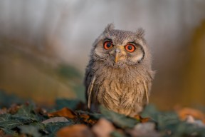 开云体育APP下载-中国三人篮球男队进攻节奏加快，中国三人篮球男篮赛程
