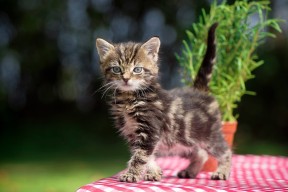 开云体育app网页版安全-国际足联确认亚洲杯抽签结果正式出炉，2021亚足联杯抽签仪式