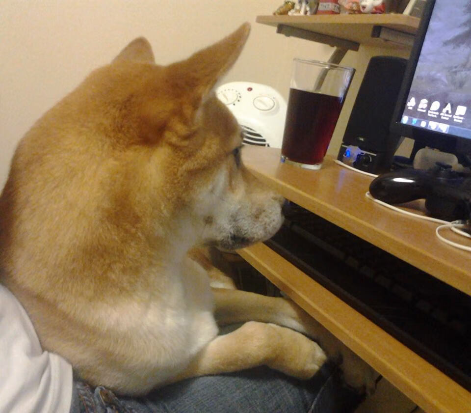 世界杯预选赛国足晋级 球迷期望再创辉煌，世界杯预选赛国足阵容