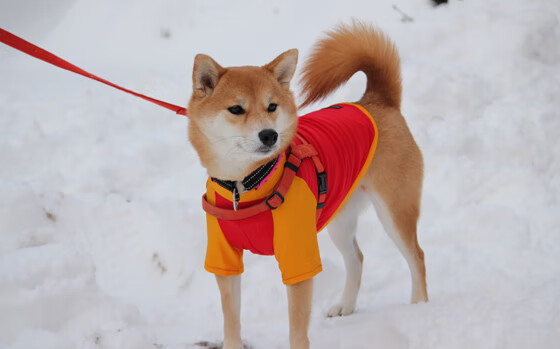 北京鸭关注青训体系培养未来篮球人才，北京鸭是哪个篮球队