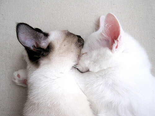 女子200混德国新秀游出好成绩，德国女子100米运动员