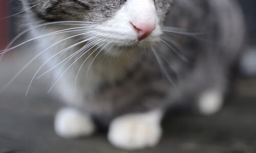 新月阵容汇聚坎塞洛、库利巴利、内维斯