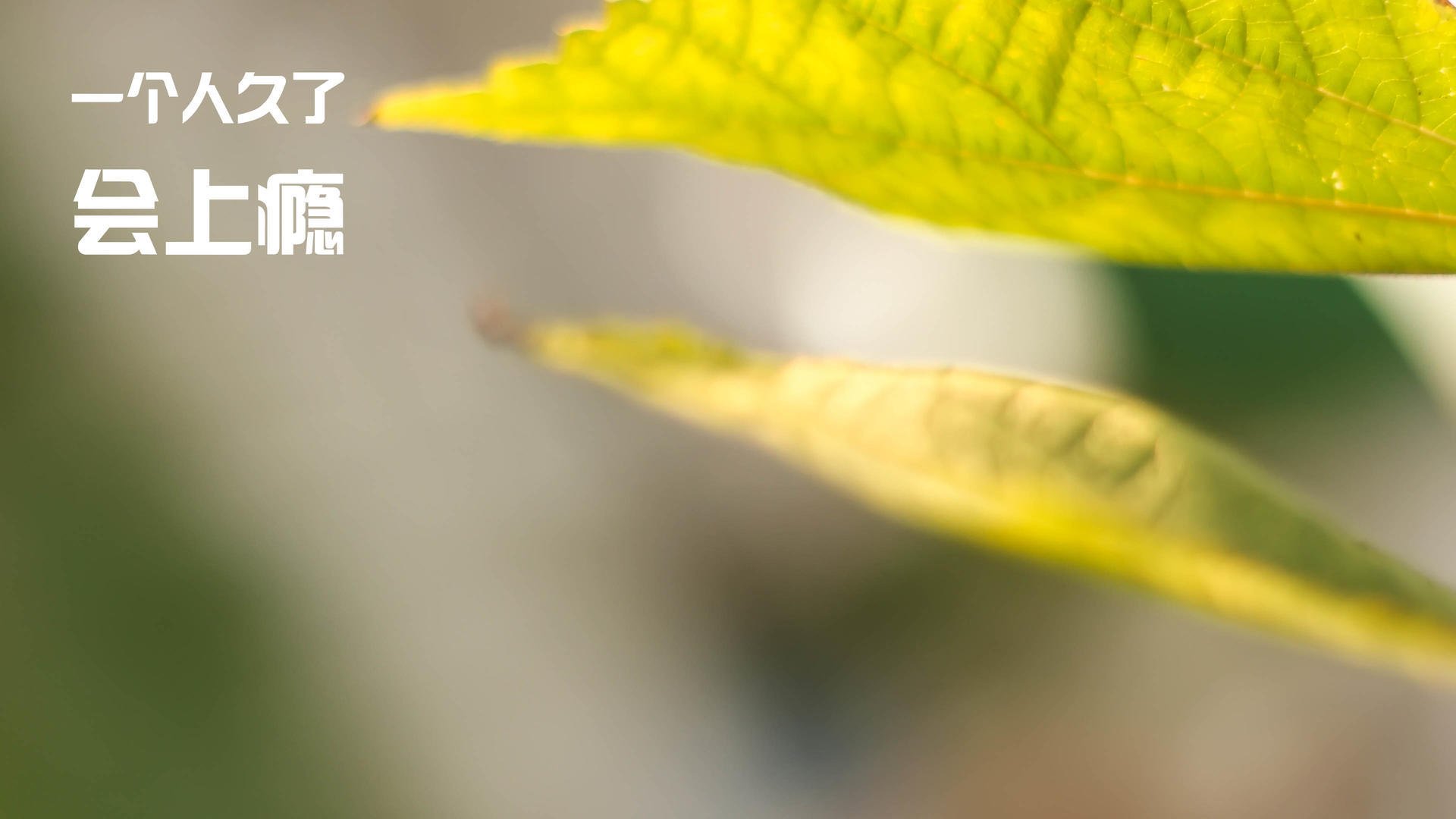 曼城主场连胜状态火热冲击榜首，曼城联赛连胜纪录