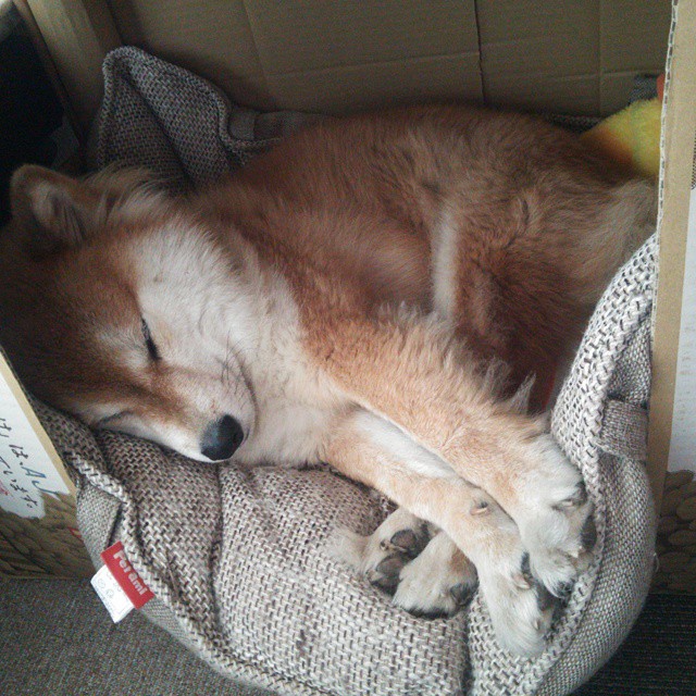 海湾者球队战术灵活多变，适应性强，海湾球场在哪