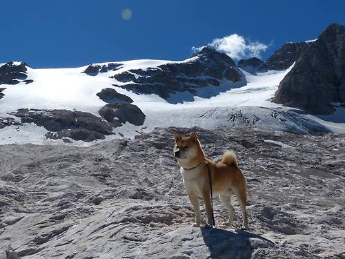 法兰克福整体压迫强度令对手难以推进,法兰克福伤停情况