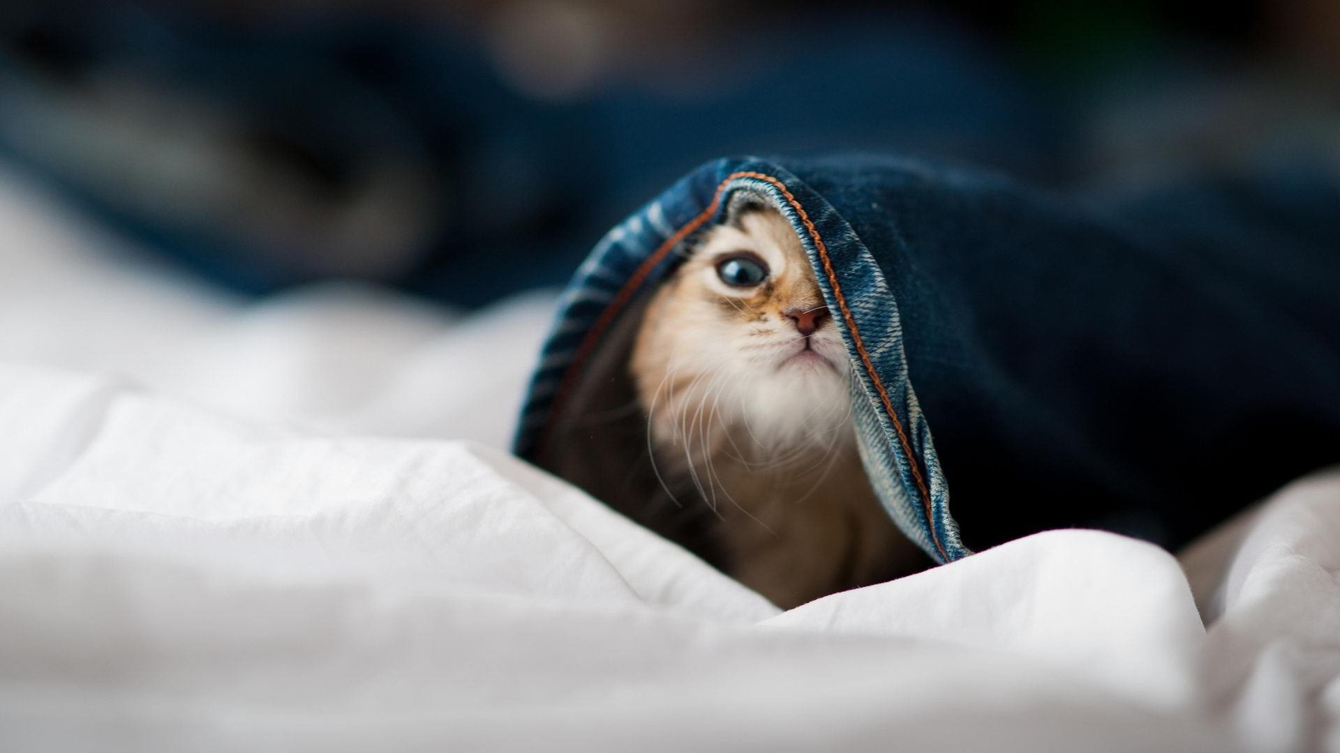 澳男队仰泳项目小将表现亮眼,男子仰泳决赛