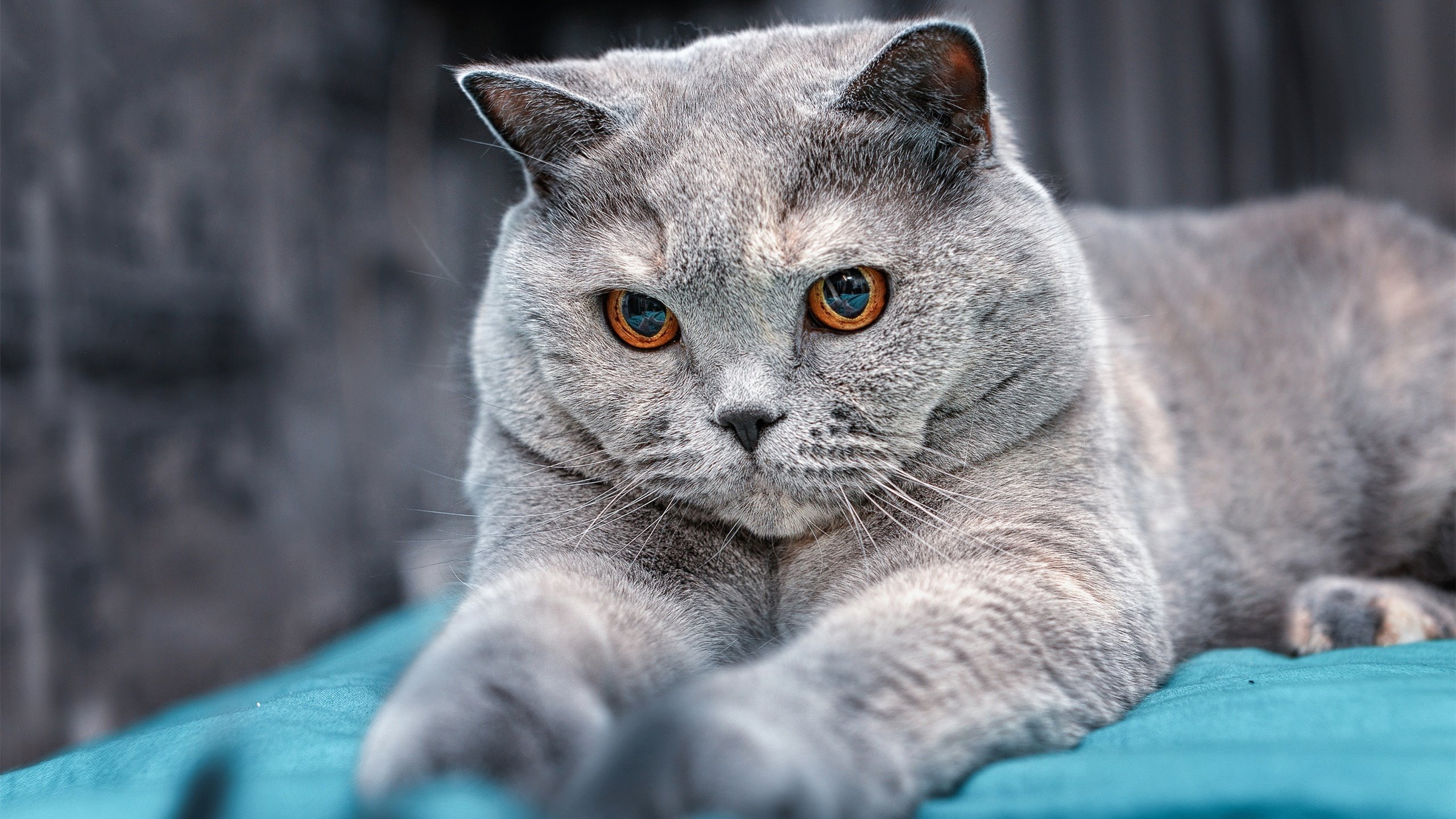 高密度比赛中体能教练角色是否被低估，健身高密度