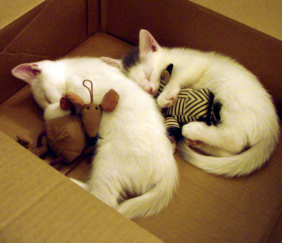 高密度比赛中体能教练角色是否被低估，健身高密度