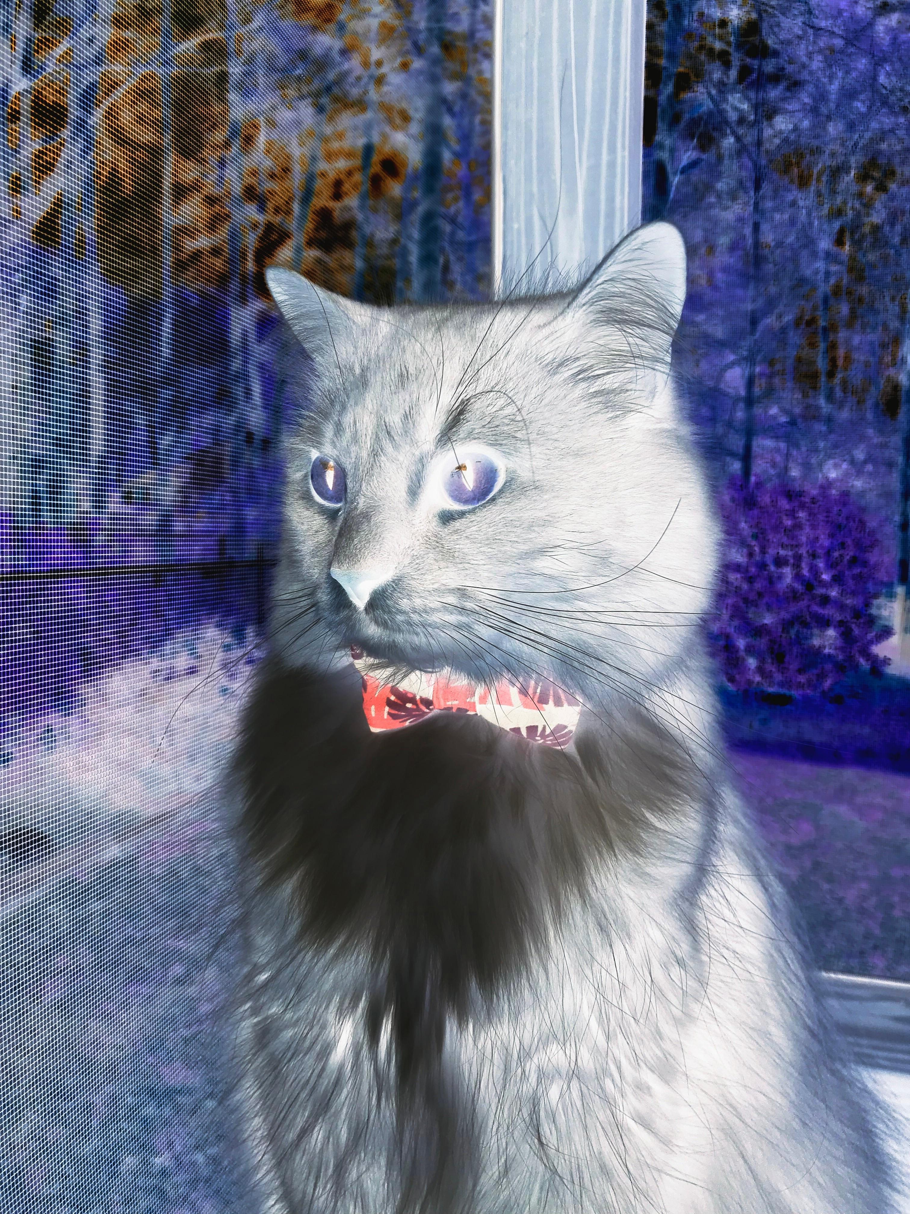 C罗本赛季获得欧冠最佳射手，个人战绩刷新多项纪录，c罗欧冠十佳球