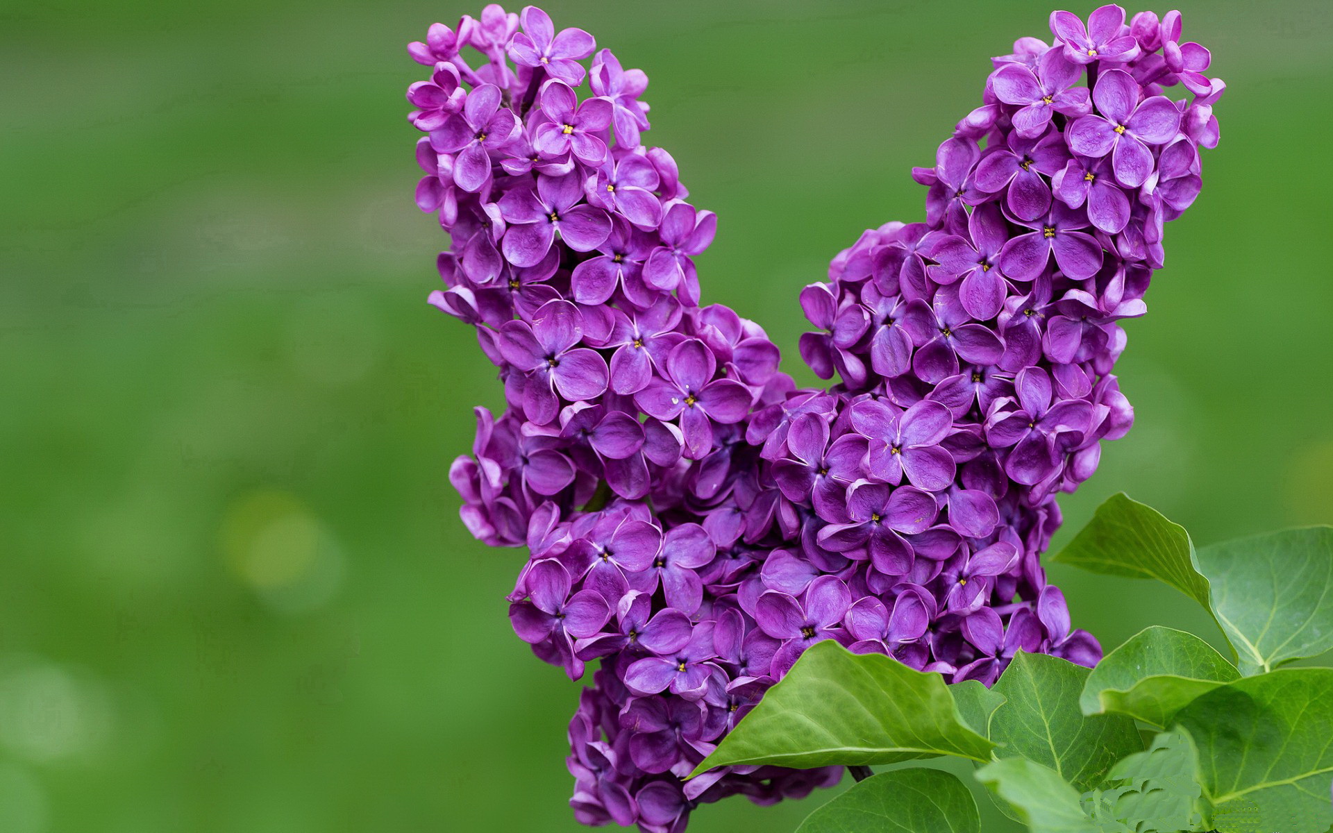 “尼古拉斯·桑特基：阿根廷美洲狮队的灵魂人物，未来值得期待”