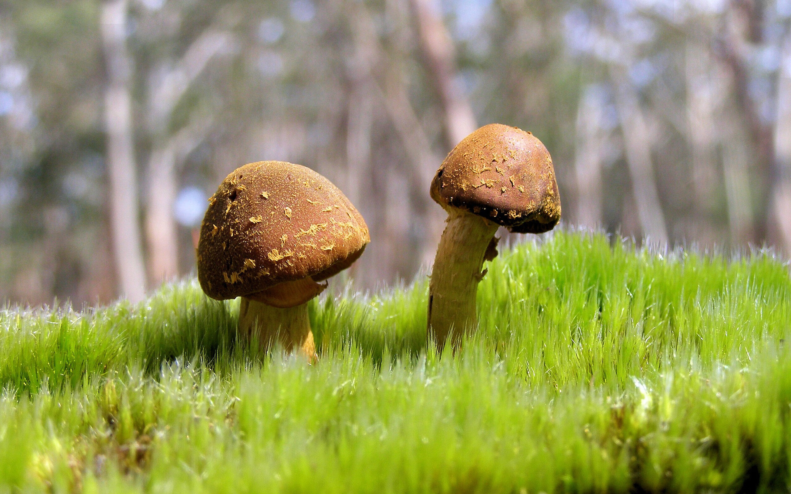 中国男篮加强进攻多样化培养适应国际比赛节奏，中国男篮要求