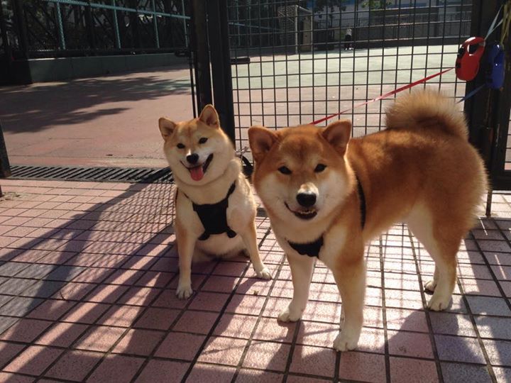 中国足球联赛比赛录像回放技术全面升级，中国足球比赛录像实况转播