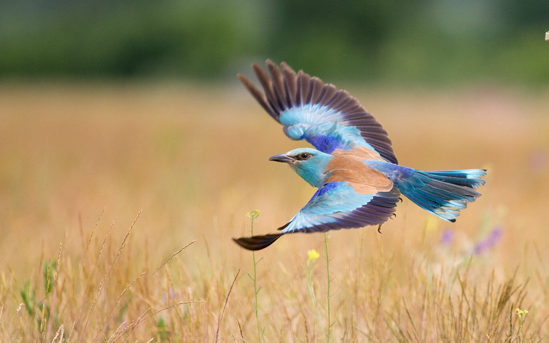俱乐部外援多语种培训课程上线促进更好沟通与配合，外语俱乐部海报