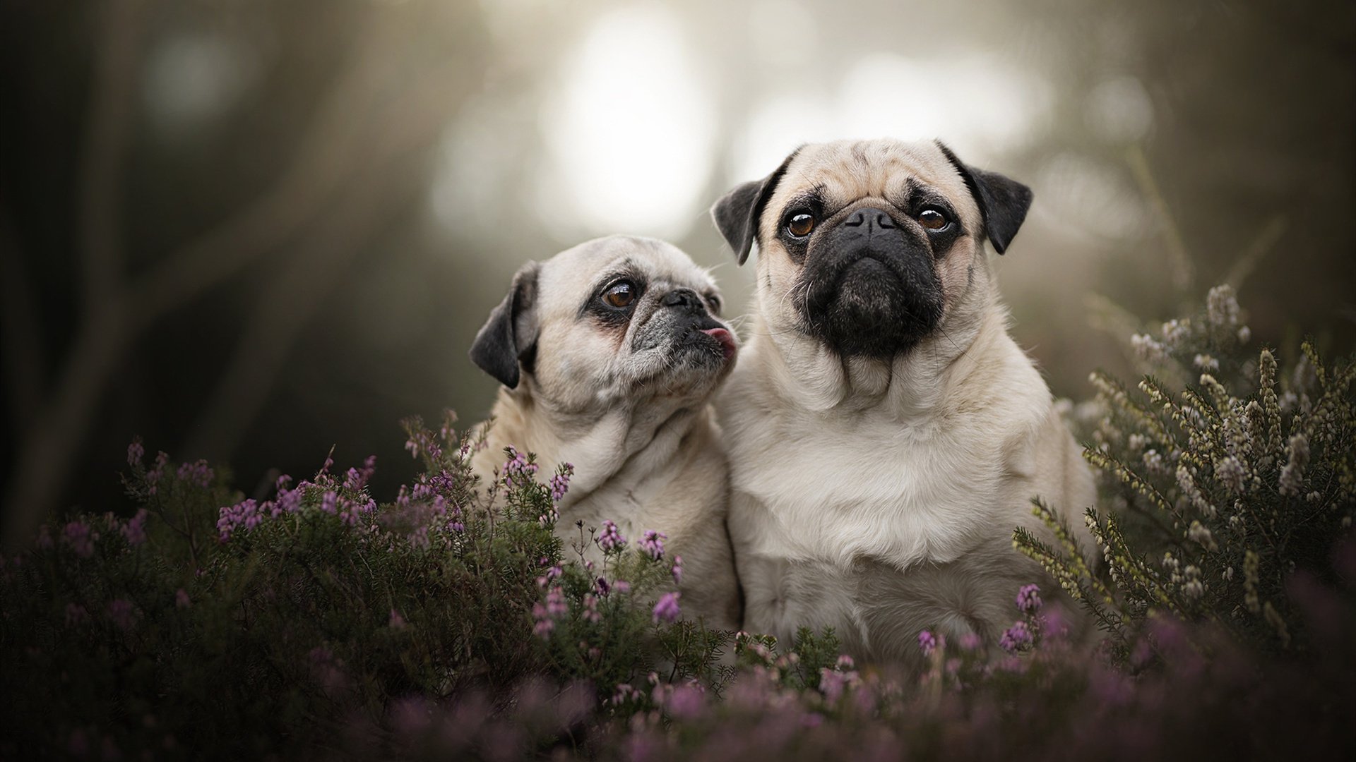 凯尔特人球员日常饮食计划曝光，凯尔特人现役当家球星