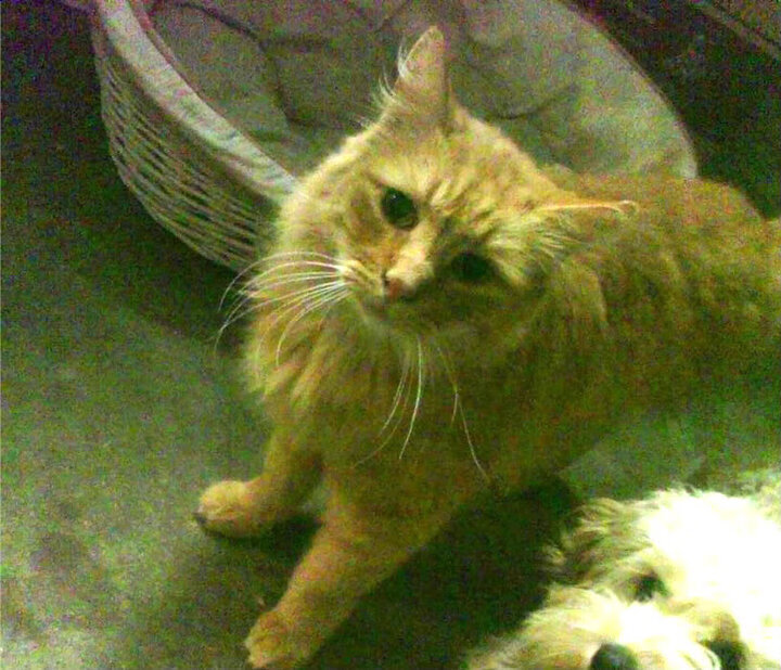 划频节奏精准，技术细节显著改进，划频和划距对游进速度有什么关系