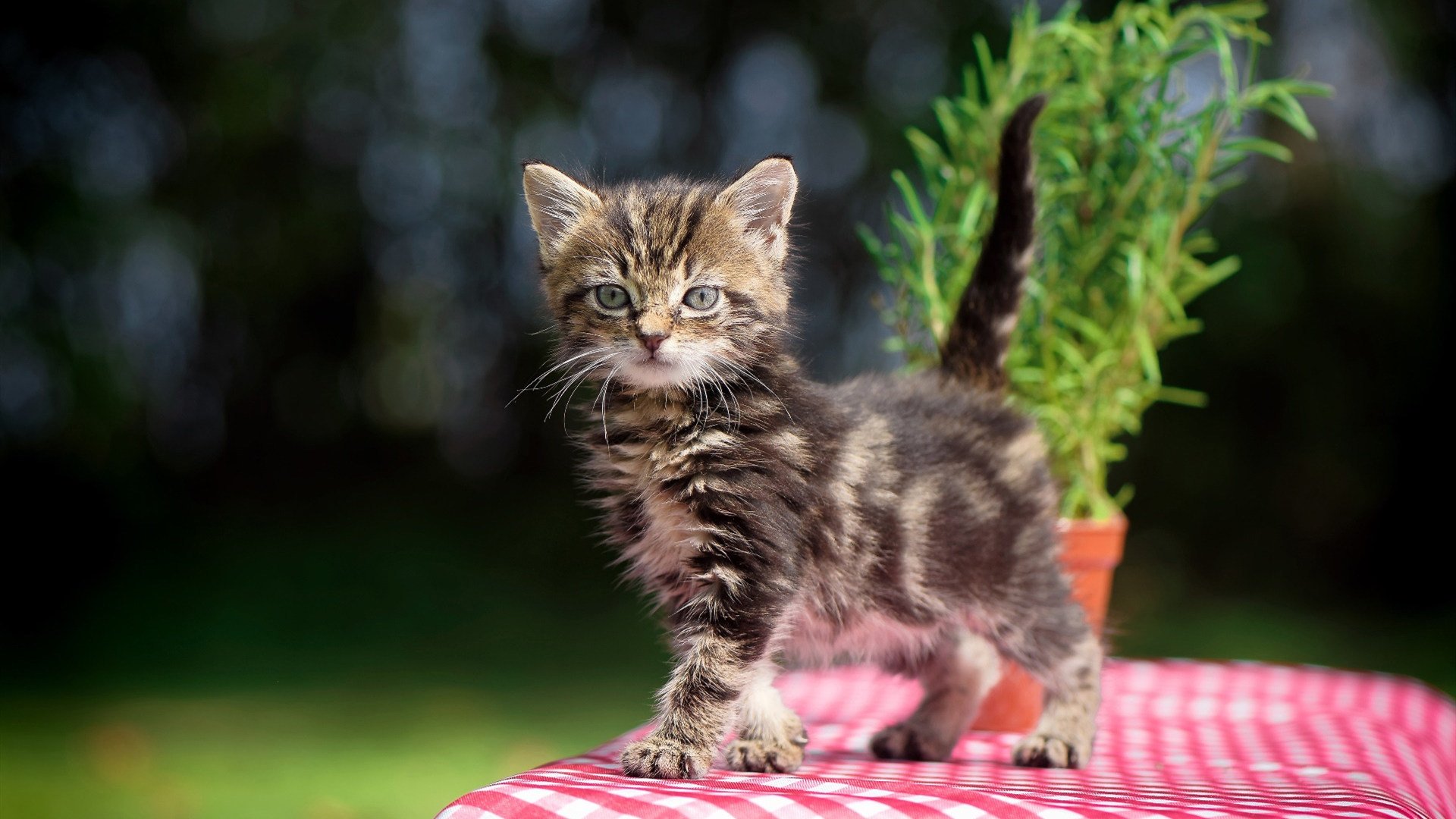 国际足联确认亚洲杯抽签结果正式出炉，2021亚足联杯抽签仪式