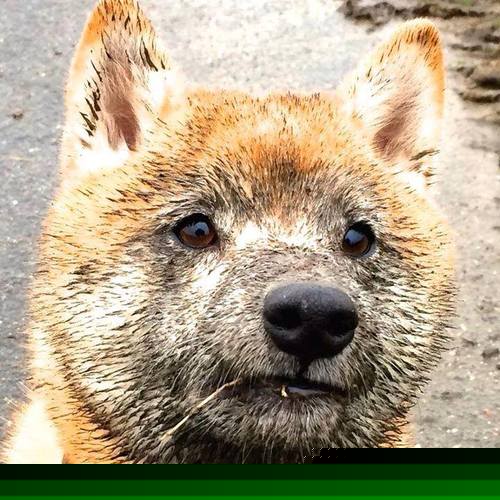 塞维利亚战绩稳定，争取欧洲赛场的好名次